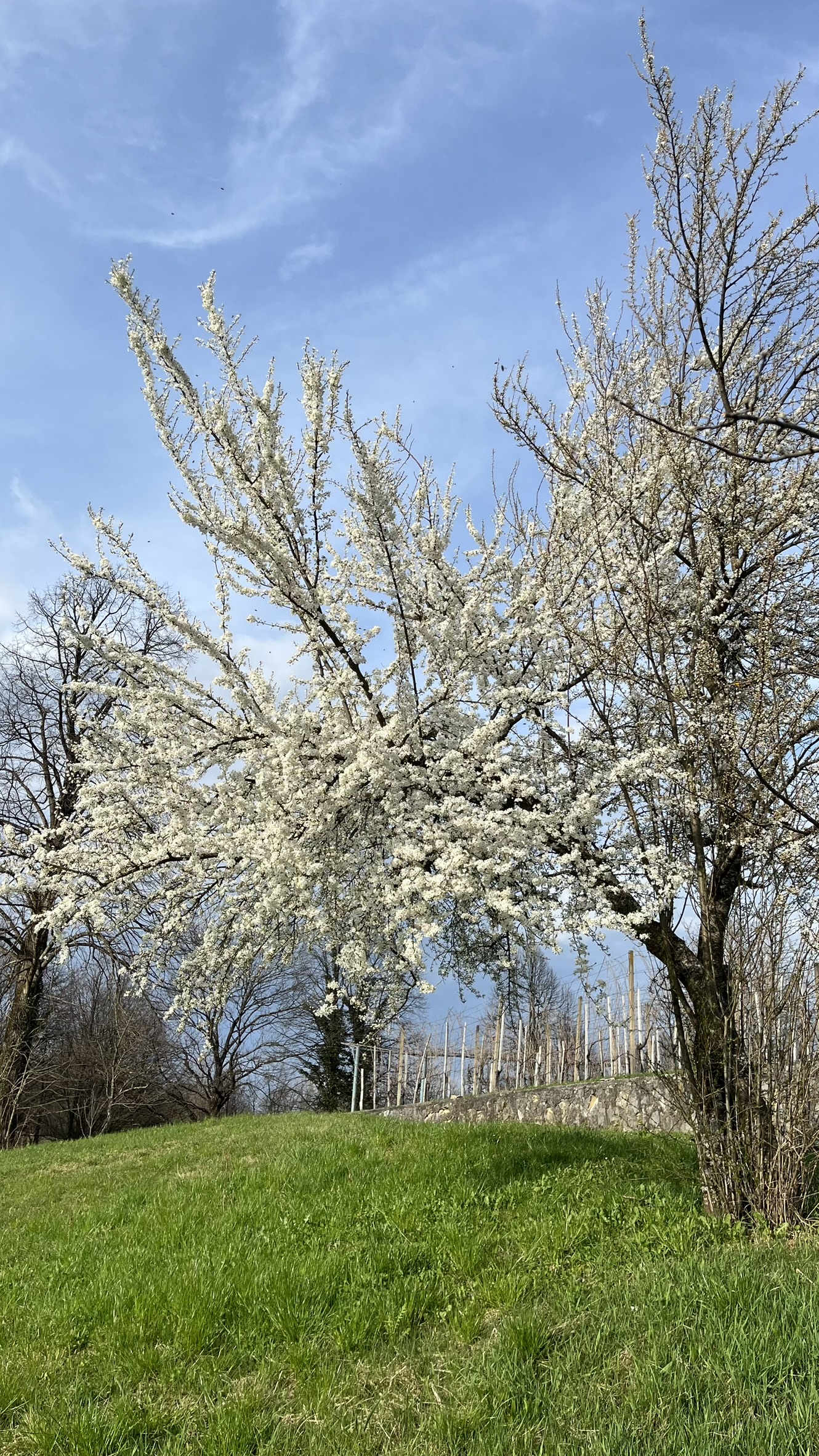 Cvetoče drevo spomladi, sadovnjak Pri Murnu